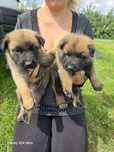 Owczarek belgijski Malinois