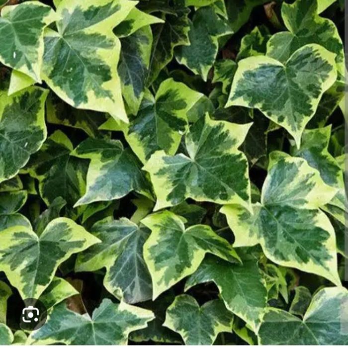 Продам вечно зелёного плющья.