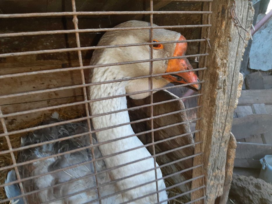 Яйця гусей породи холмогори