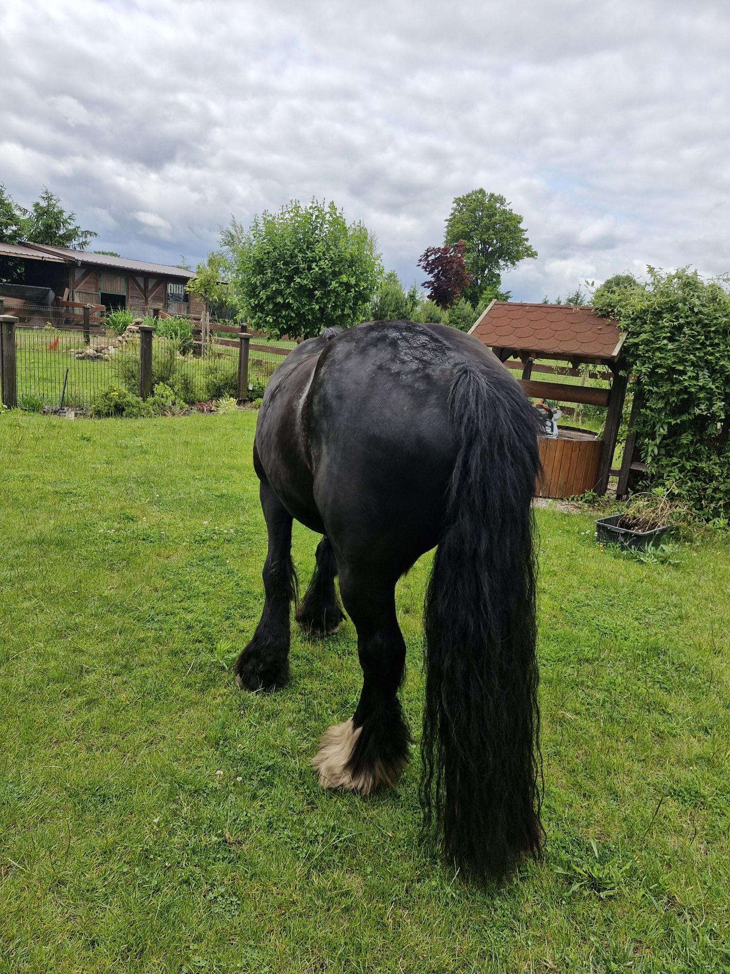 Wałach tinker gypsy cob  -rezerwacjia do 20 lipca.