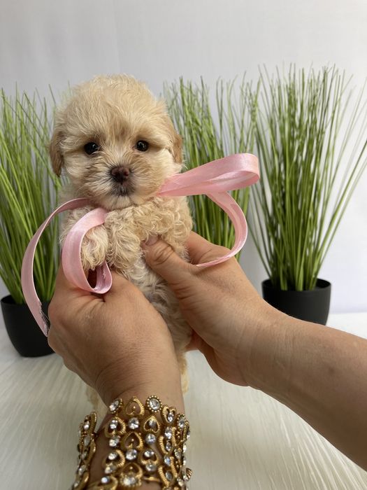 VIP Мальтипу F1  — Ваша майбутня подружка або друг вже чекає