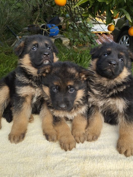 Pastor Alemão pêlo curto com certificado