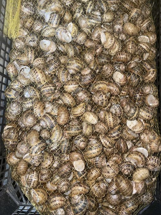 Равлик helix aspersa muller