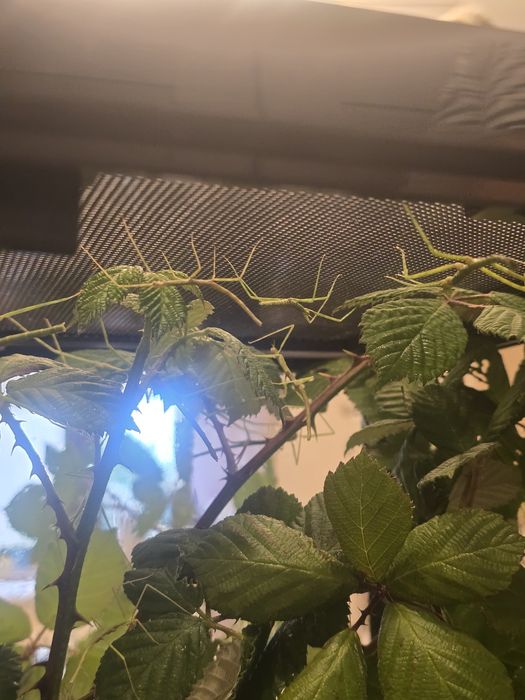 Patyczaki rogate i skrzydlate patyczak Strzelin