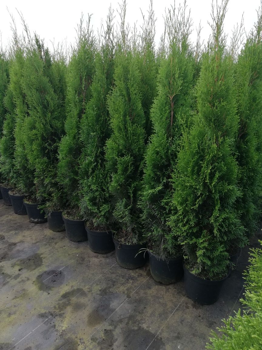 Tuja Thuja szmaragd 100cm Transport do klienta