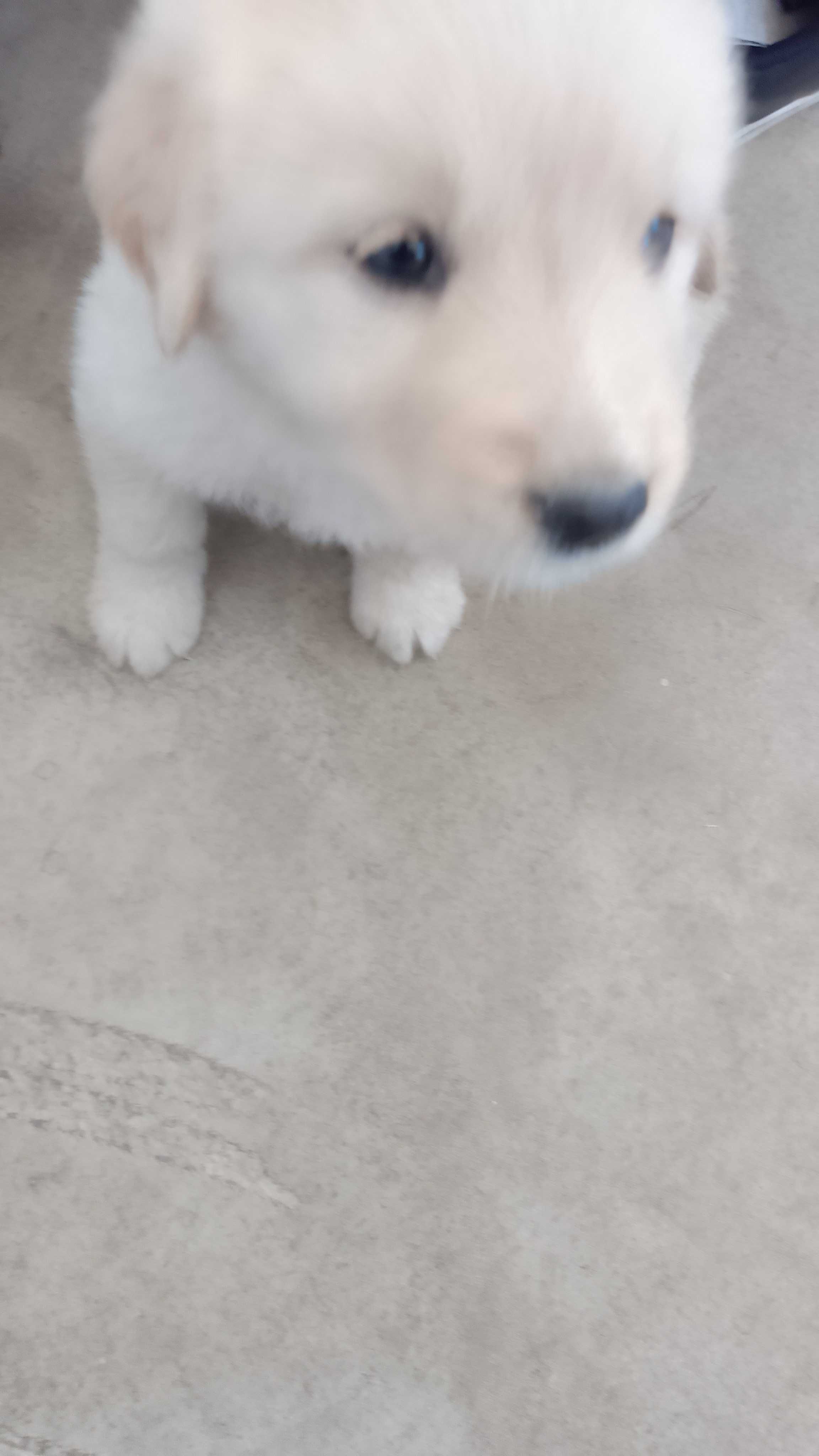 Cadela bébé raça: cão de gado transmontano para adoção GRATUITO