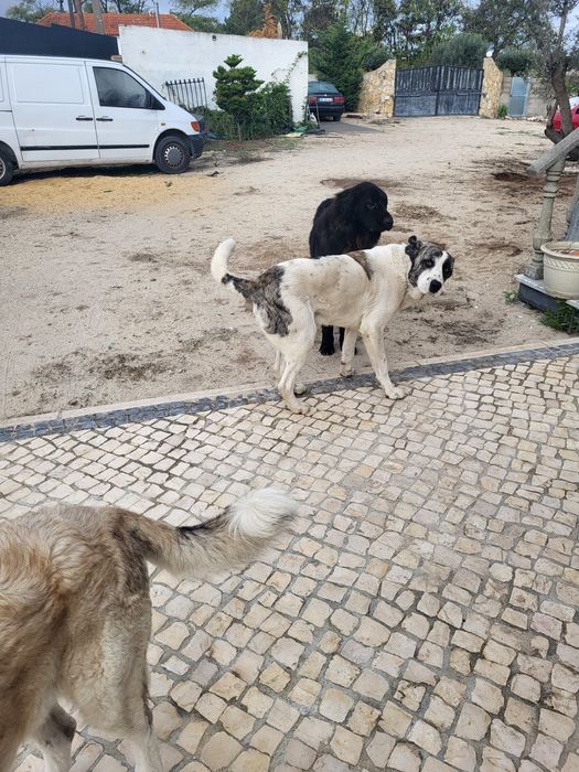 Dá-se Rafeiro Alentejo