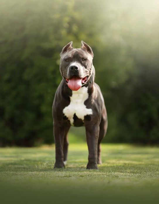American Staffordshire Terrier - hodowla Błękitny z Kujaw - SUCZKA 1