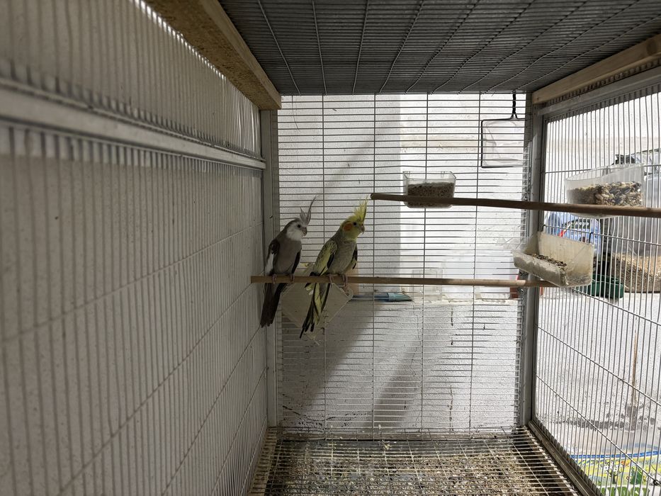 Vendo casal de caturras