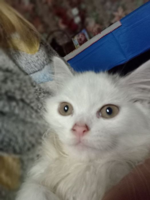 Найкращі кошенята шукають люблячі родини