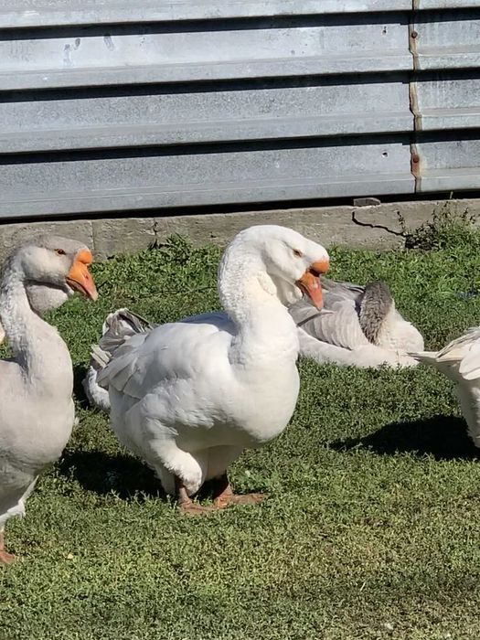 Продам молодих гусей холмогорів