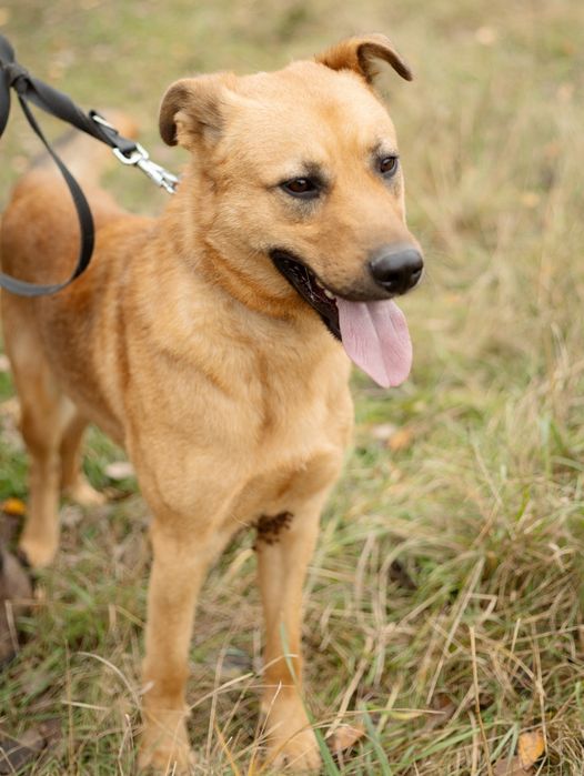 Piesek do adopcji KUMPEL