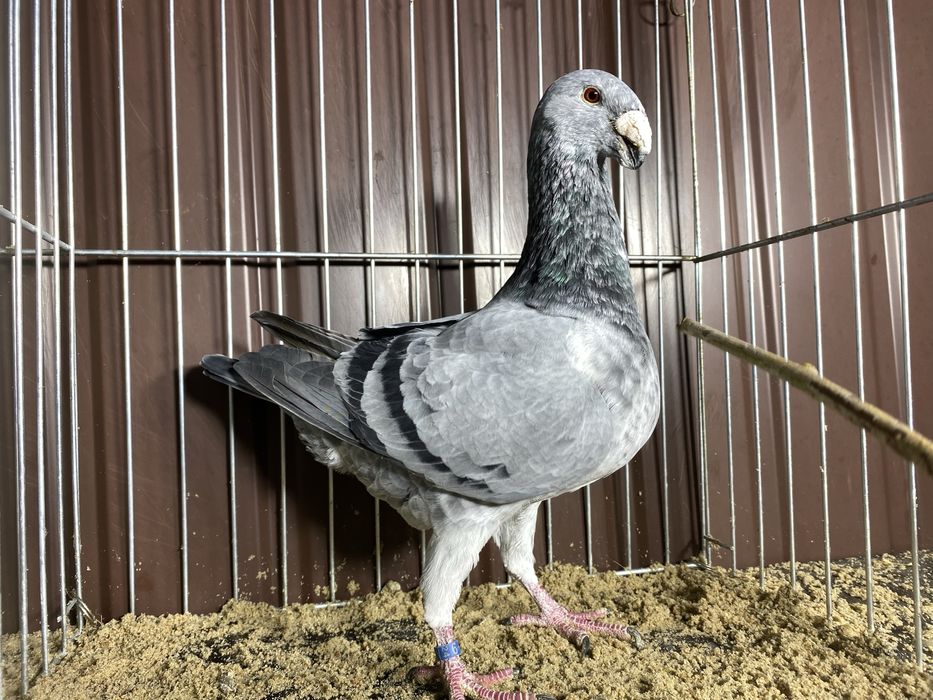 Niemiecki wystawowy samiec szymel