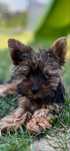 Yorkshire Terrier malutki piesek