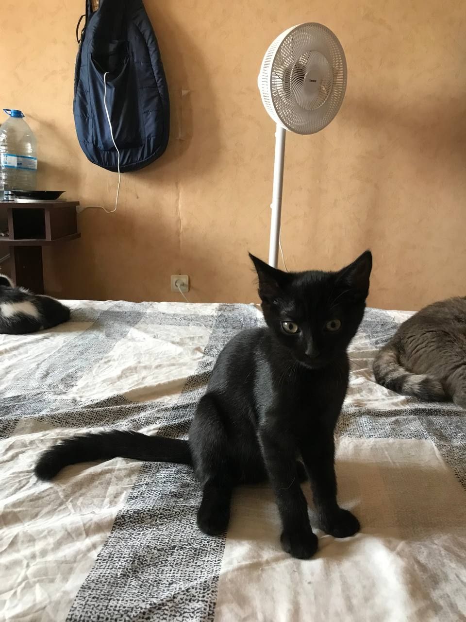 Котята в хорошие руки.