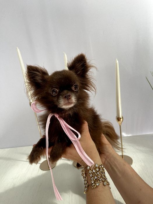VIP Чіхуахуа справжня красуня
