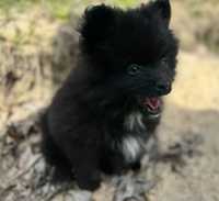 Szpic miniaturowy Pomeranian szczeniak