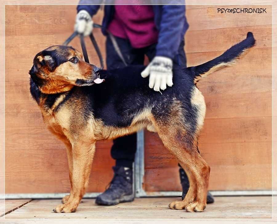 Kai – przyjazny wielkopies w kwiecie wieku. Podaruj mu dom