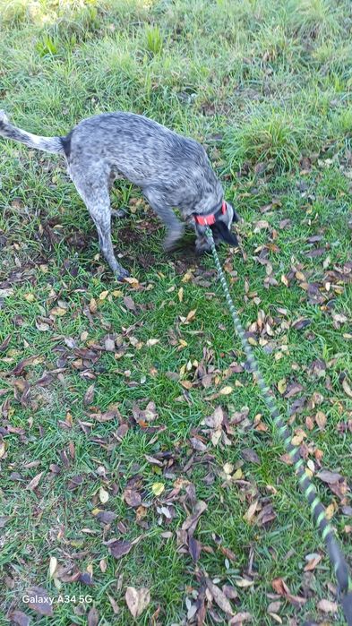 Macho com 8 meses com chip