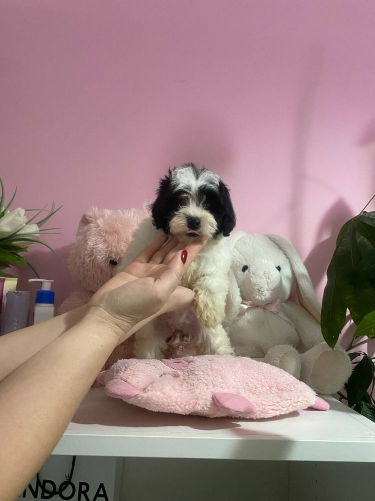 Przytulasek Maltipoo XXS nauczony czystosci kocha dzieci