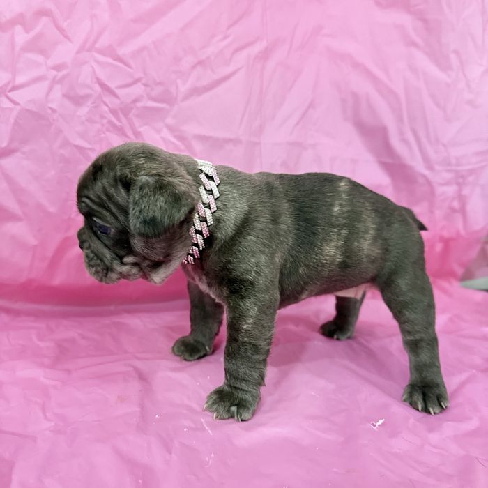 Menina buldog frances