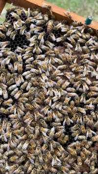 Odklady pszczele 4 ramkowe 2024