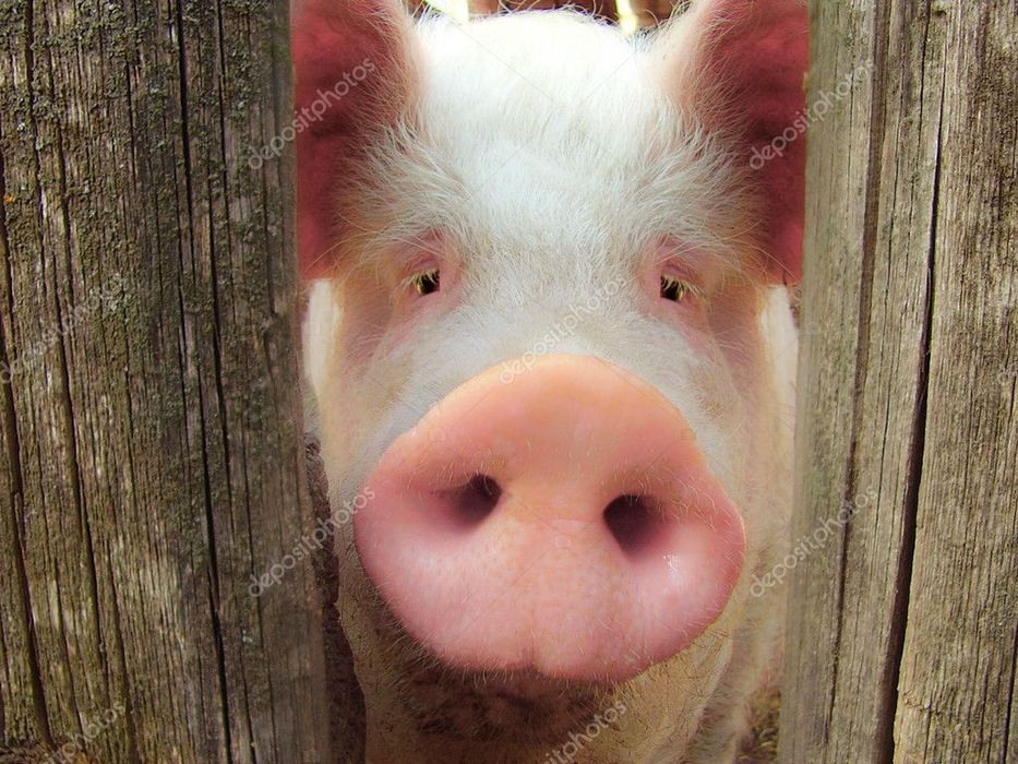 Продам домашні свинки