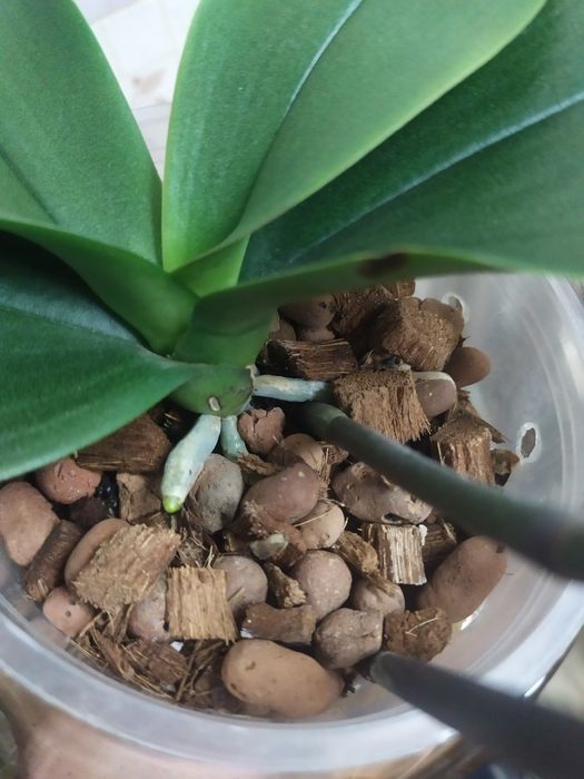 Орхидея пелор Кимоно  не цветущая