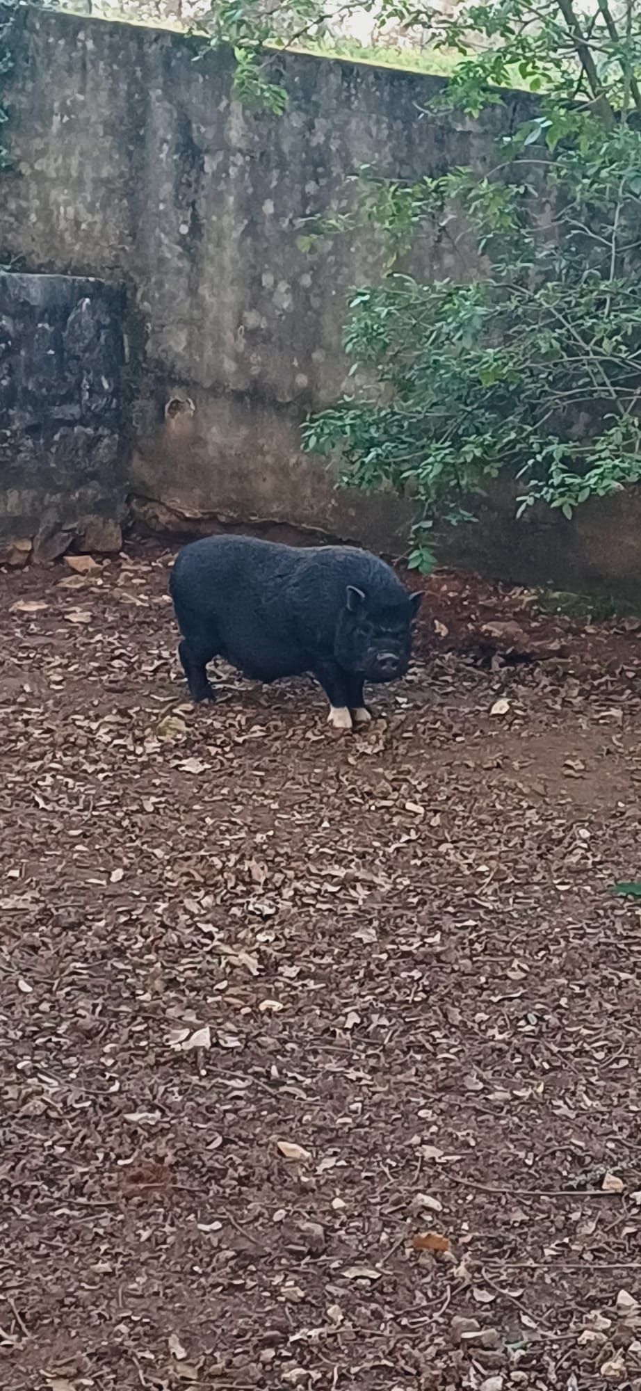 Vendo Casal de Porcos Vietnamitas