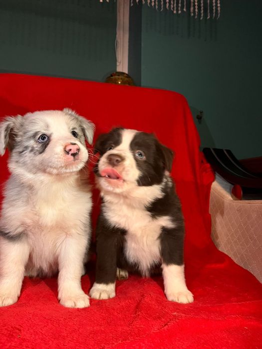 Border collie merle