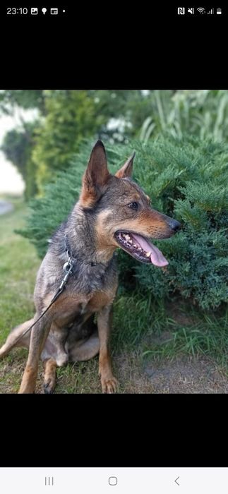 Pies co się cieszy byle czym