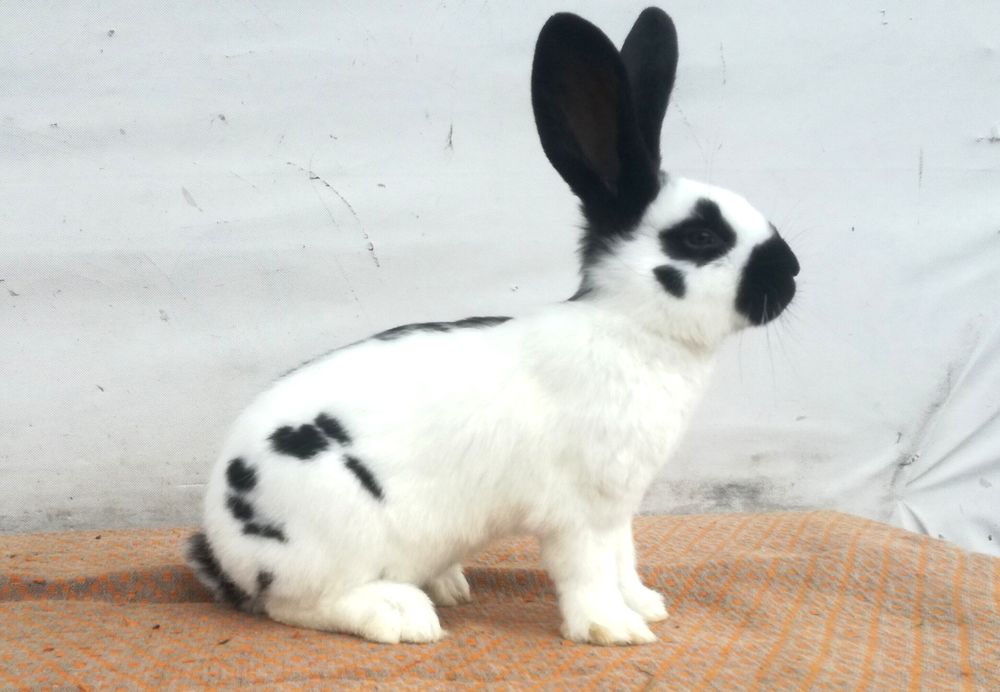 Немецкий строкач