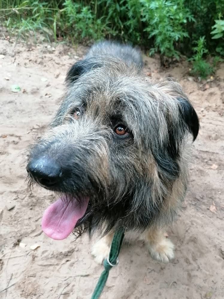 Piękny i mądry półtoraroczny Gandalf do adopcji