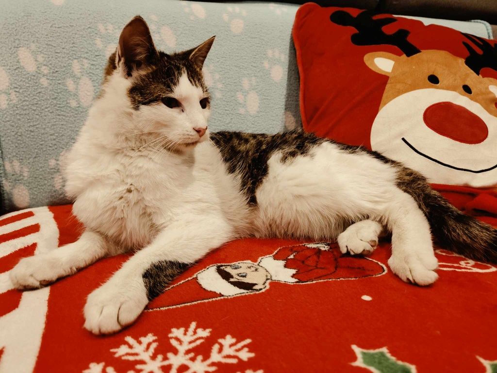 Sweety szuka człowieka