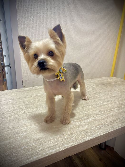 Стрижка собак Софиевская Борщаговка