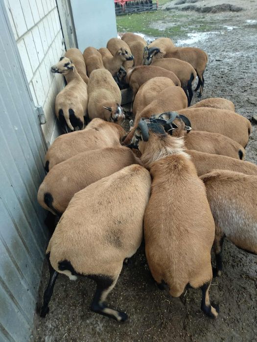 Owce kameruńskie, samce, samice, małe i duże