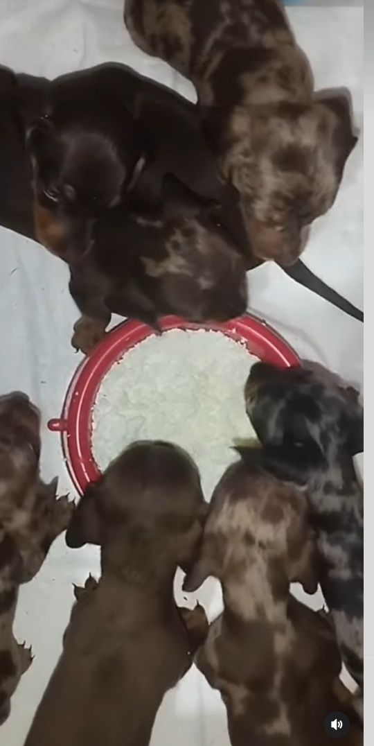 Щикарнючі кролячі таксята шоколадним мрамор , шоколадні.