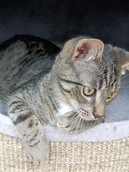 Ptyś - słodziak do adopcji