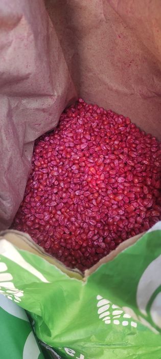 Насіння кукурудзи 5кг Хотин, Любава, 5кг
