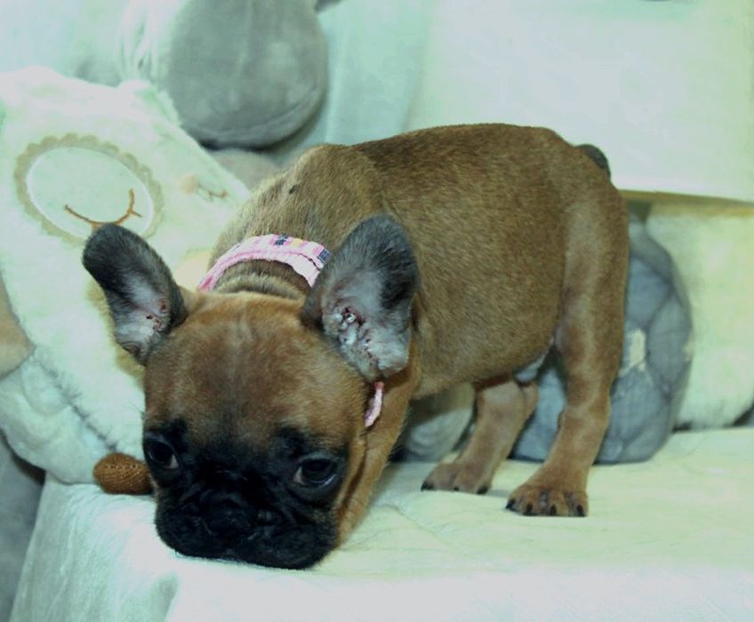 Розкішні французики