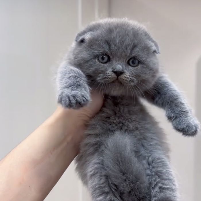 Кошенята висловухі блакитні