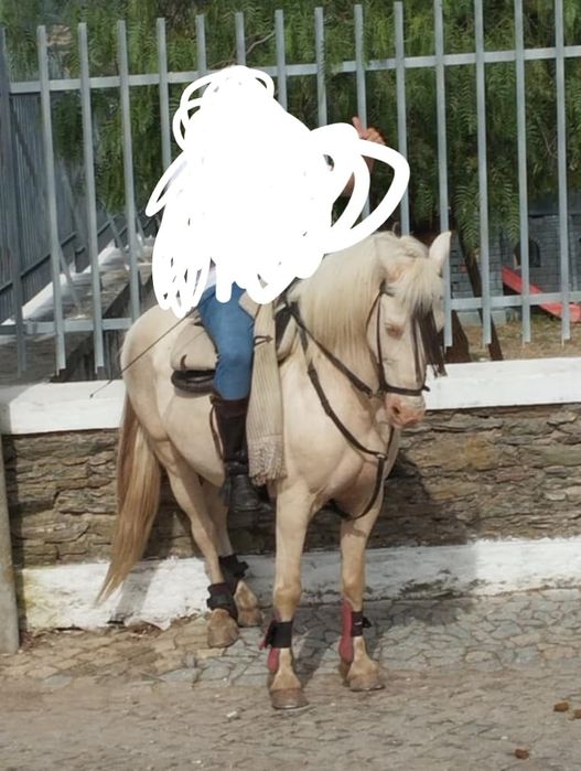 cavalo Isabel muito manso