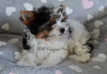 biewer yorkshire terrier suczka  rodowód ZKwP / FCI