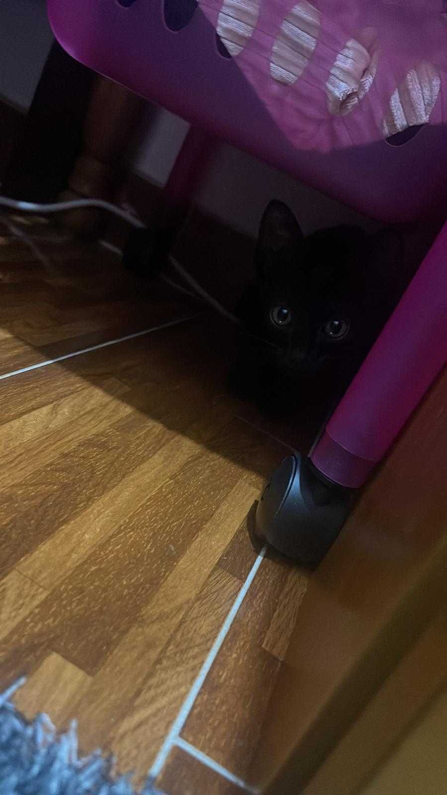 Adote um amigo de quatro patas
