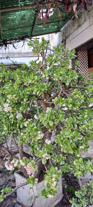 2 vasos-Jade (Crassula Ovata)