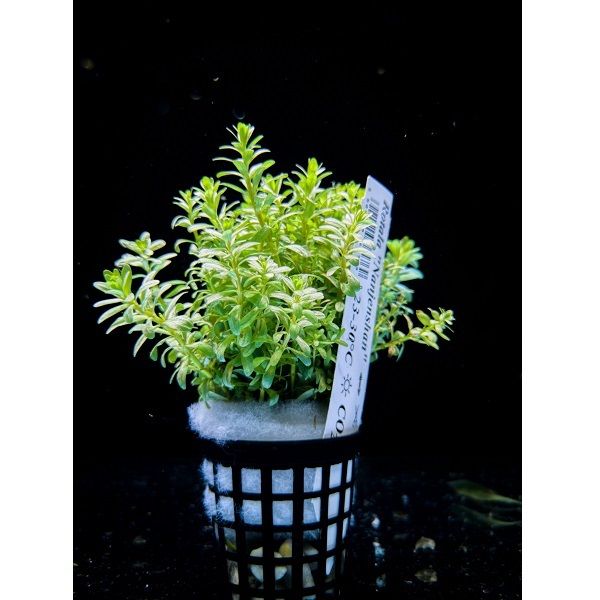 Rośliny do akwarium Rotala sp. Nanjenshan KOSZYK XXL