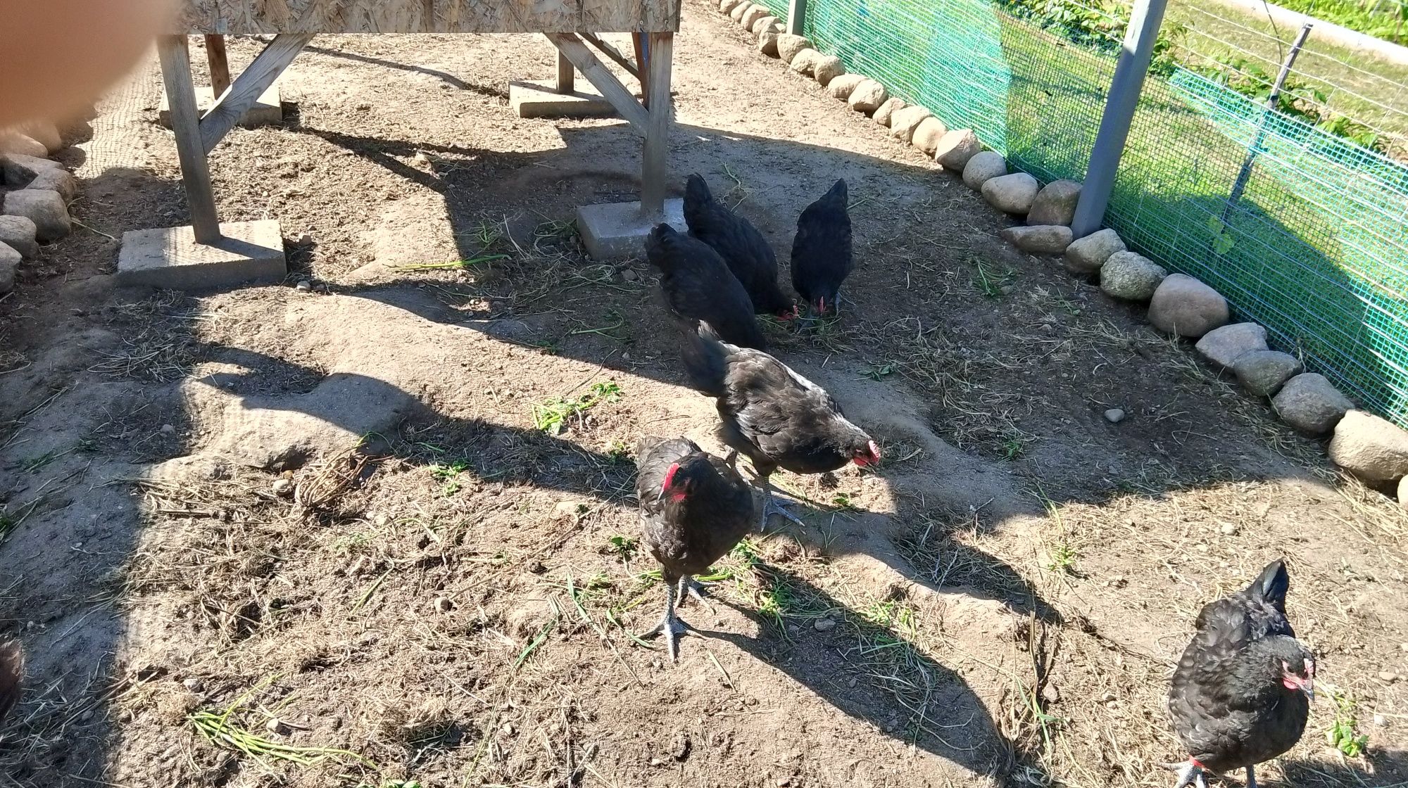 Koguty rasy Australorp