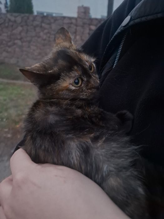 Віддам кошеня в добрі руки