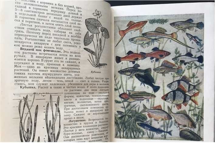 Советы натуралисту-любителю  П.А. Мантейфеля 1956