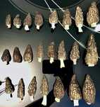 Сморчки зморшки сушені гриби Morchella conica сморчок, грибы сушеные